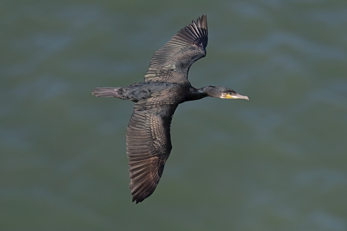 Great Cormorant (North Atlantic) - ML639013593