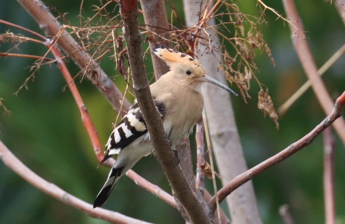 Common Hoopoe - ML639013595