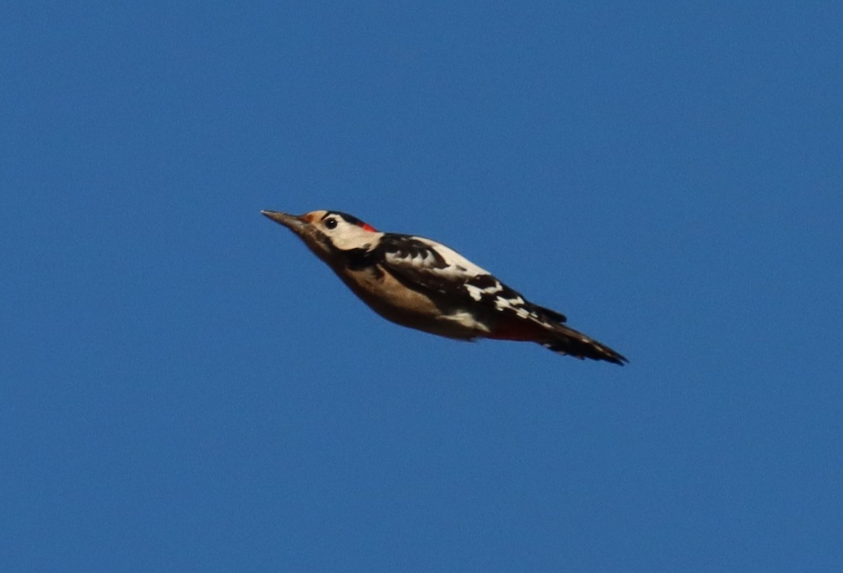 Syrian Woodpecker - ML639013674