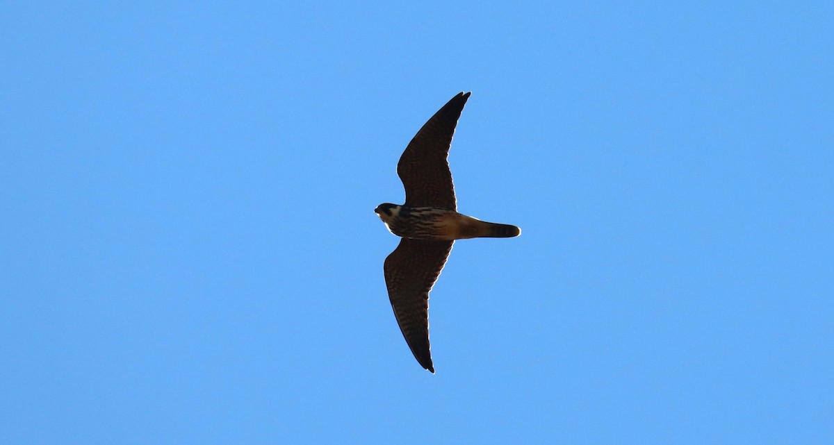 Eurasian Hobby - ML639013675