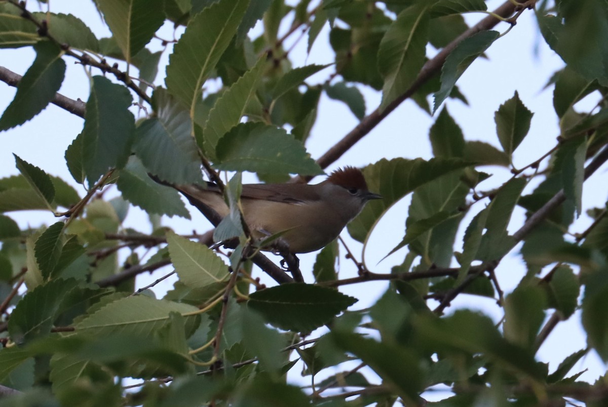 Eurasian Blackcap - ML639013676