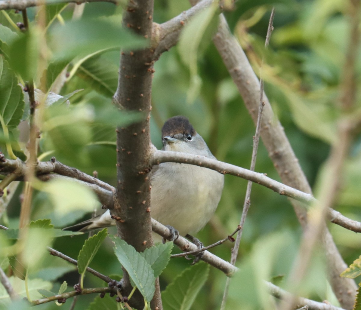 Eurasian Blackcap - ML639013677
