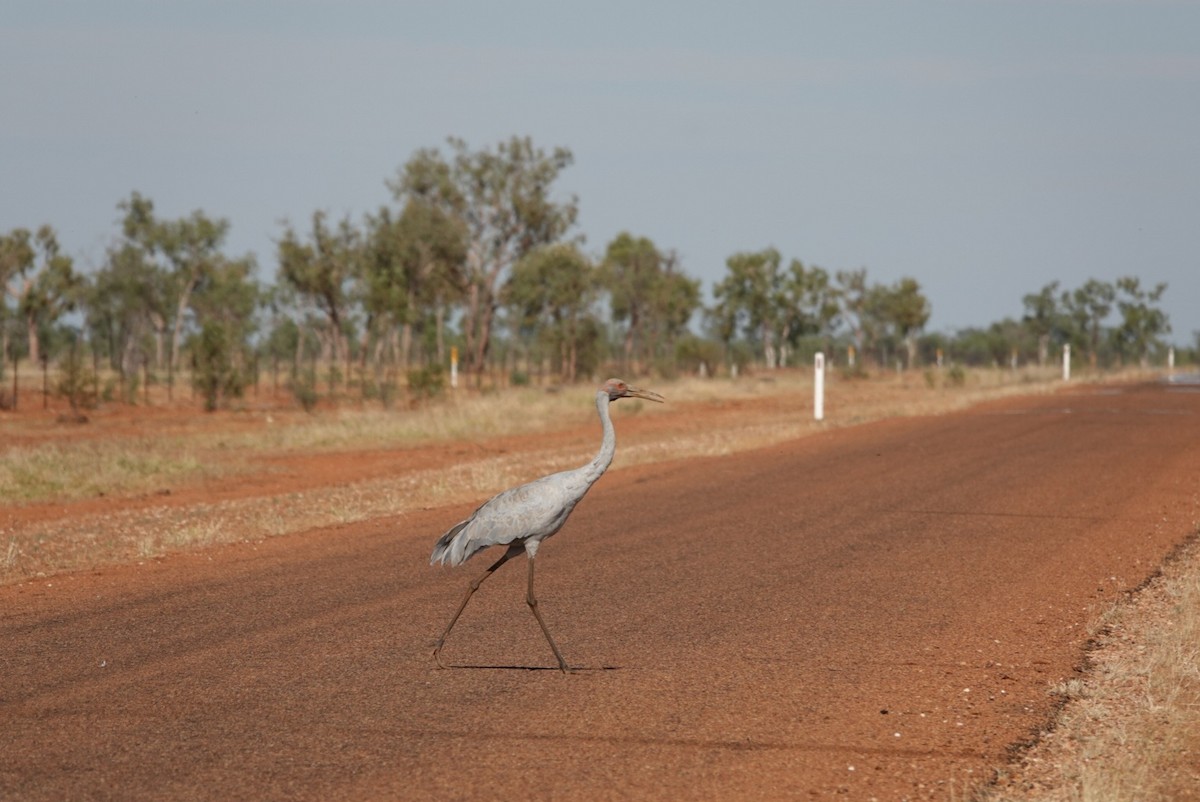 Brolga - ML639013680