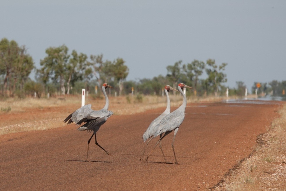 Brolga - ML639013681