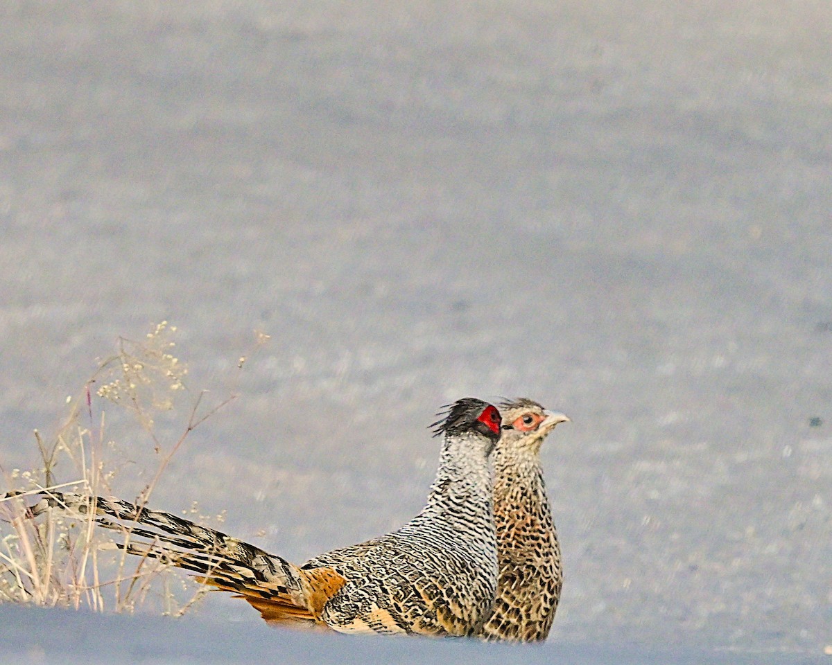 Cheer Pheasant - ML639013793