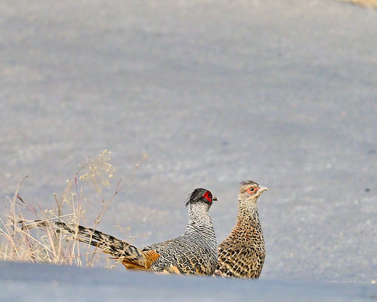 Cheer Pheasant - ML639013794