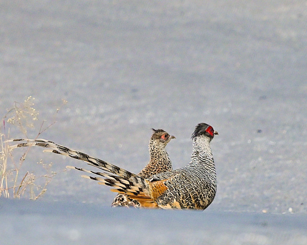 Cheer Pheasant - ML639013795