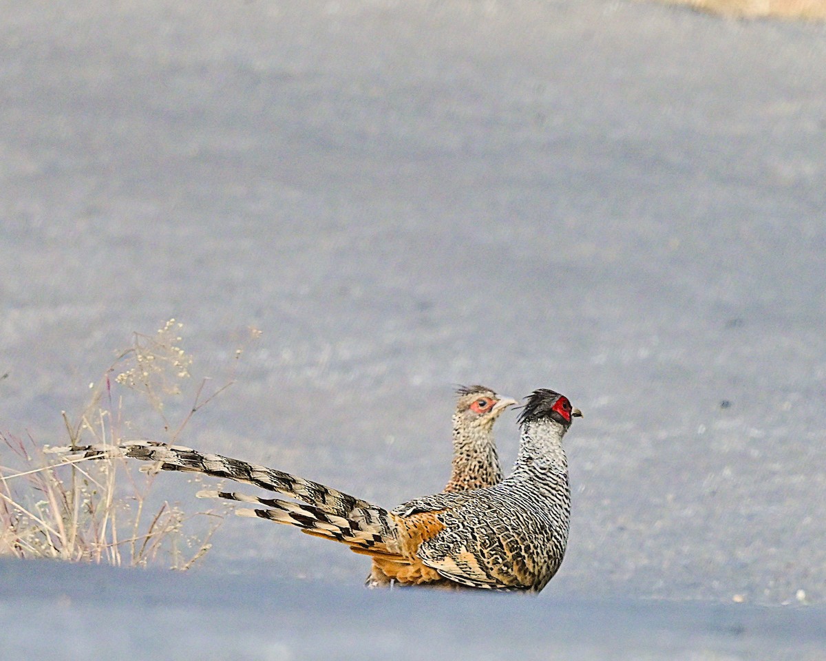 Cheer Pheasant - ML639013796