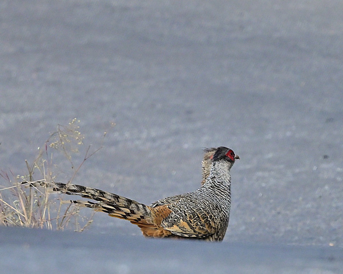 Cheer Pheasant - ML639013797