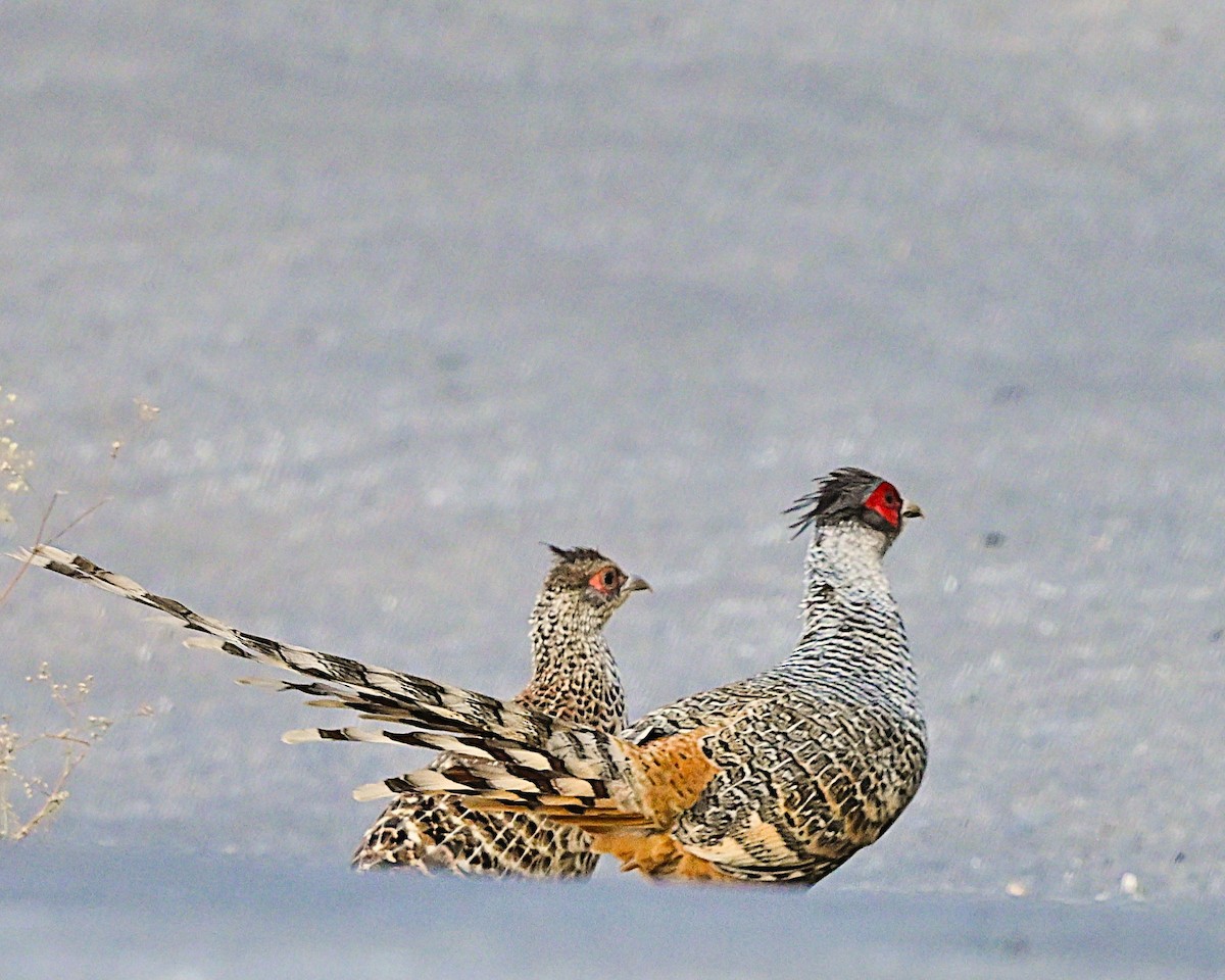 Cheer Pheasant - ML639013798