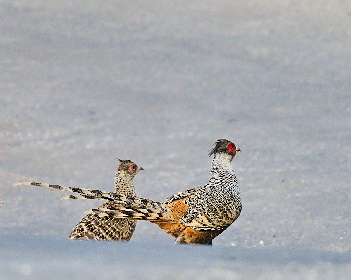 Cheer Pheasant - ML639013799