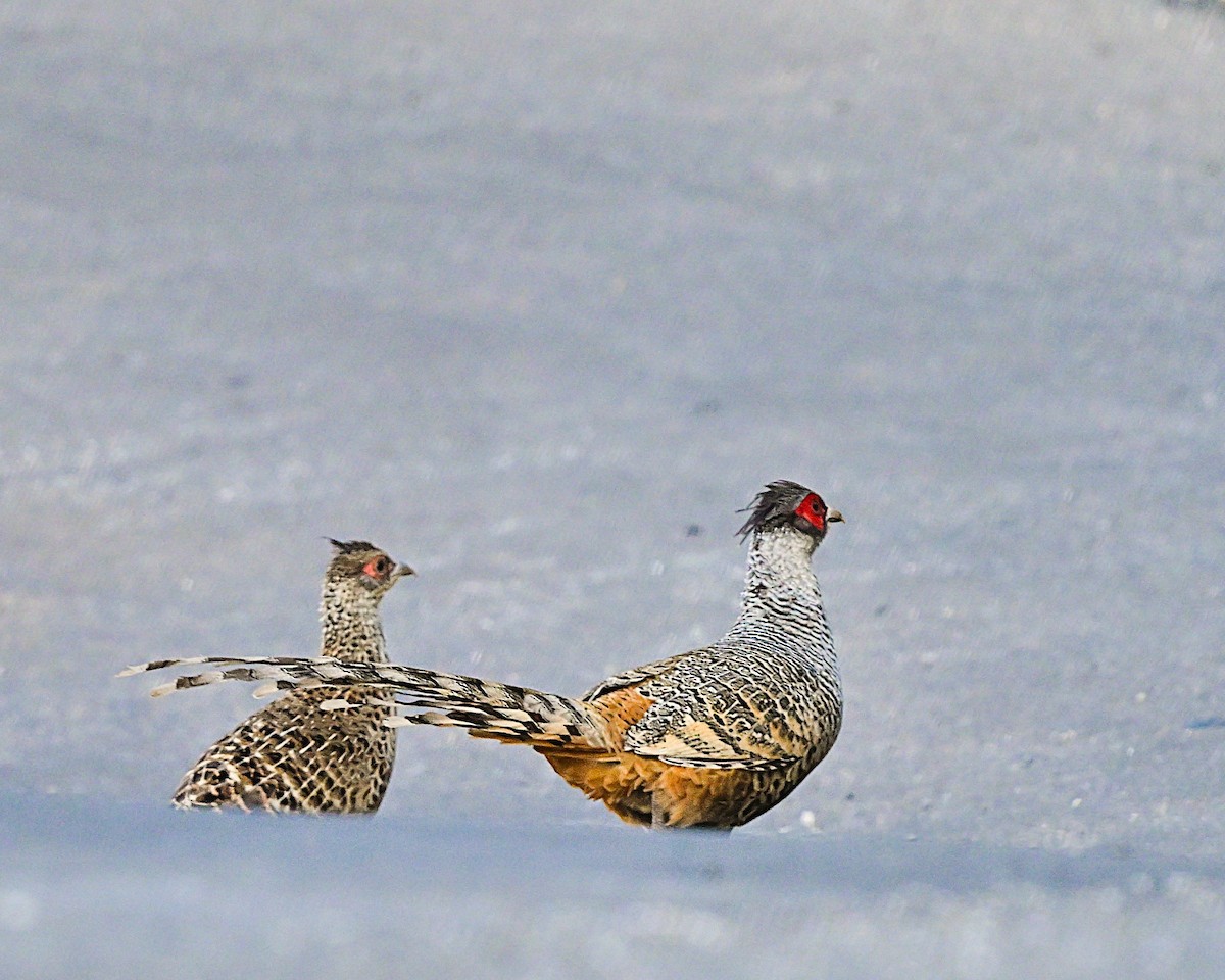 Cheer Pheasant - ML639013800