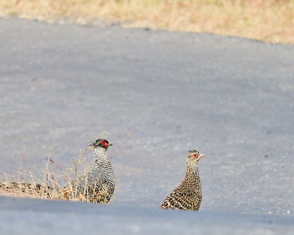 Cheer Pheasant - ML639013814