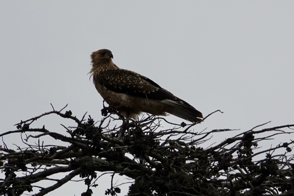 Whistling Kite - ML639013824