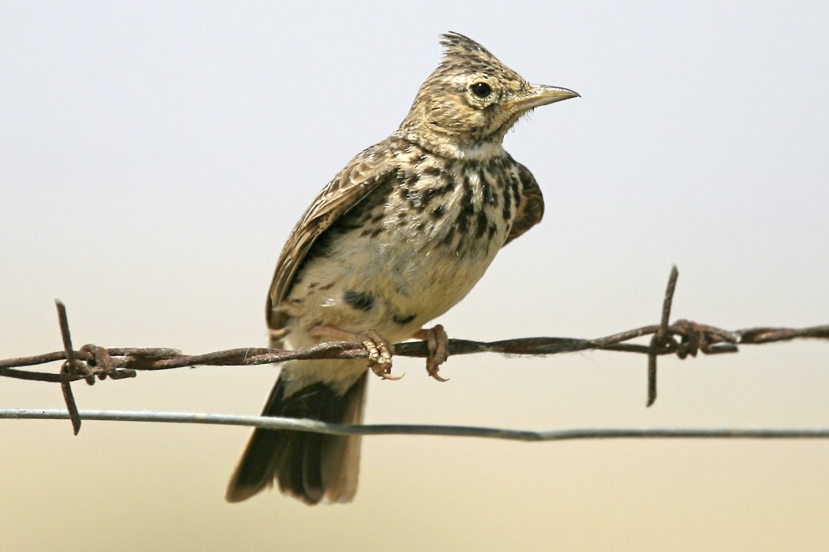 Crested Lark - ML639013856