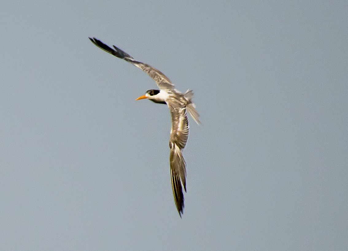 Charrán Bengalí - ML639014002
