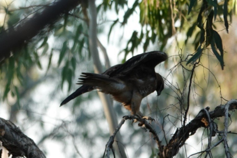 Little Eagle - ML639014005