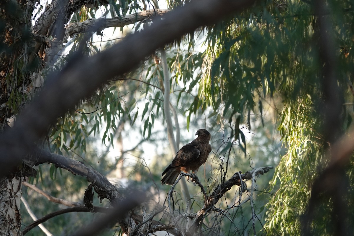 Little Eagle - ML639014006