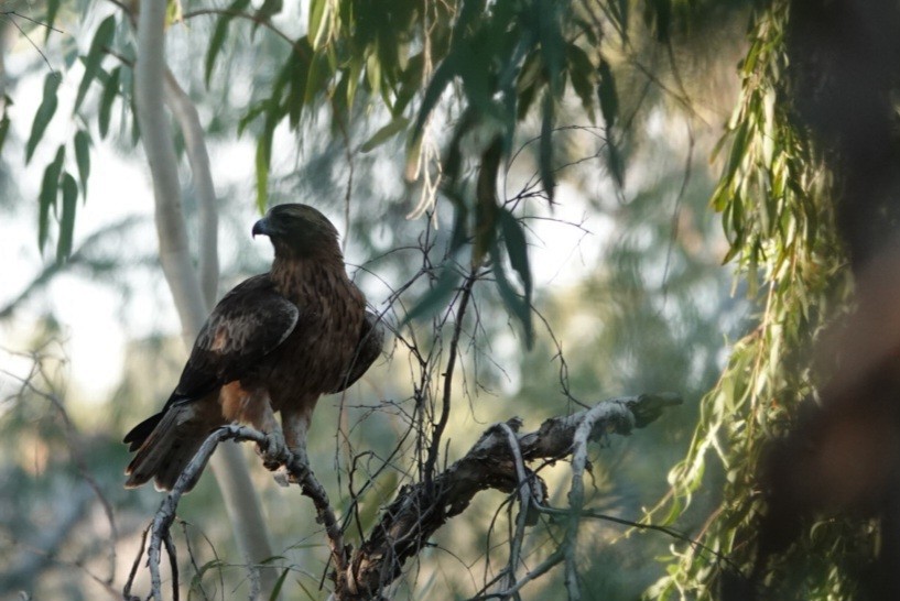 Little Eagle - ML639014007
