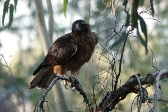 Little Eagle - ML639014008