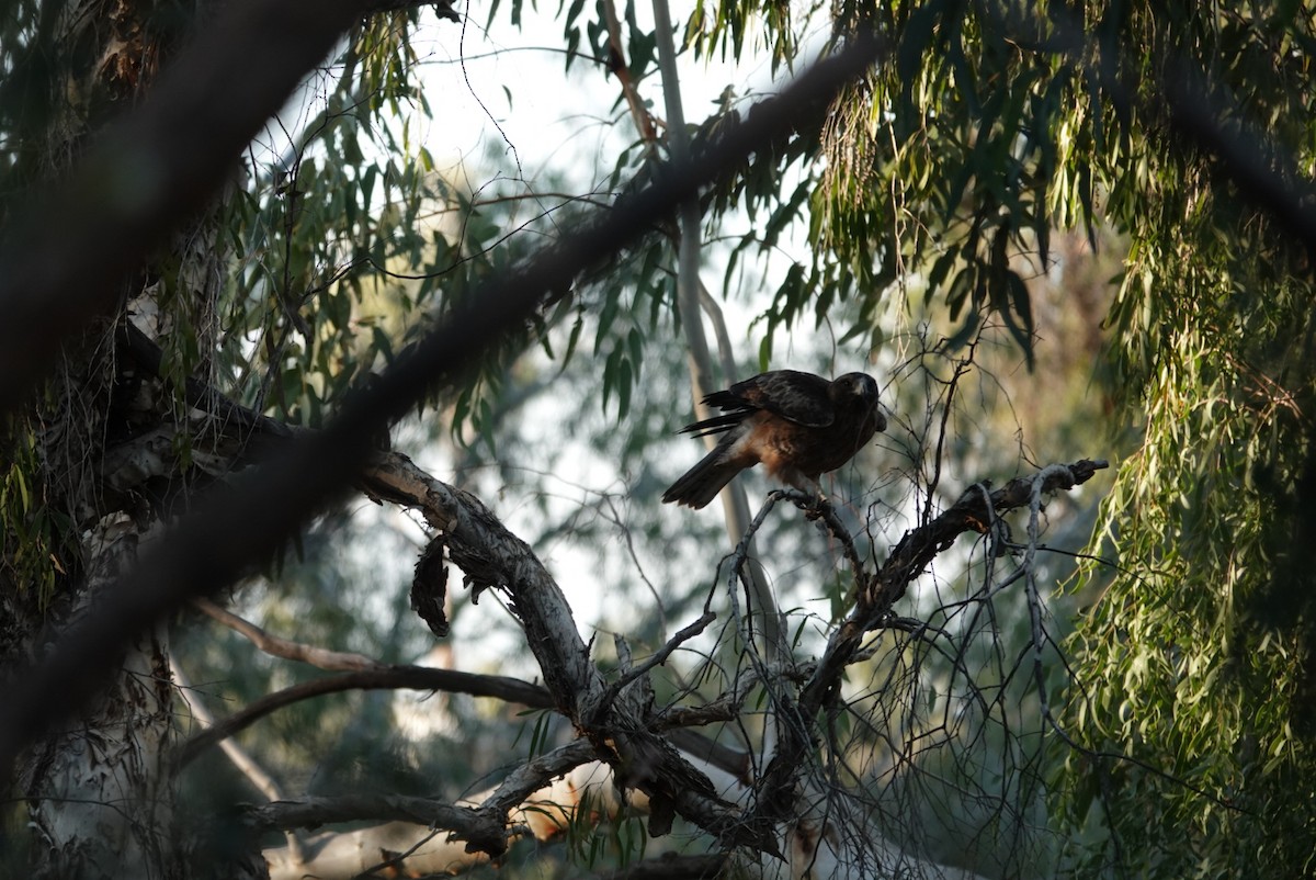 Little Eagle - ML639014010