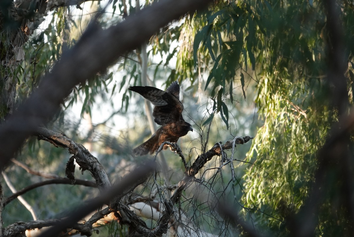 Little Eagle - ML639014011