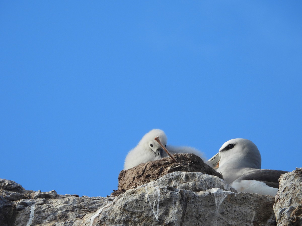 Salvin's Albatross - ML639014013