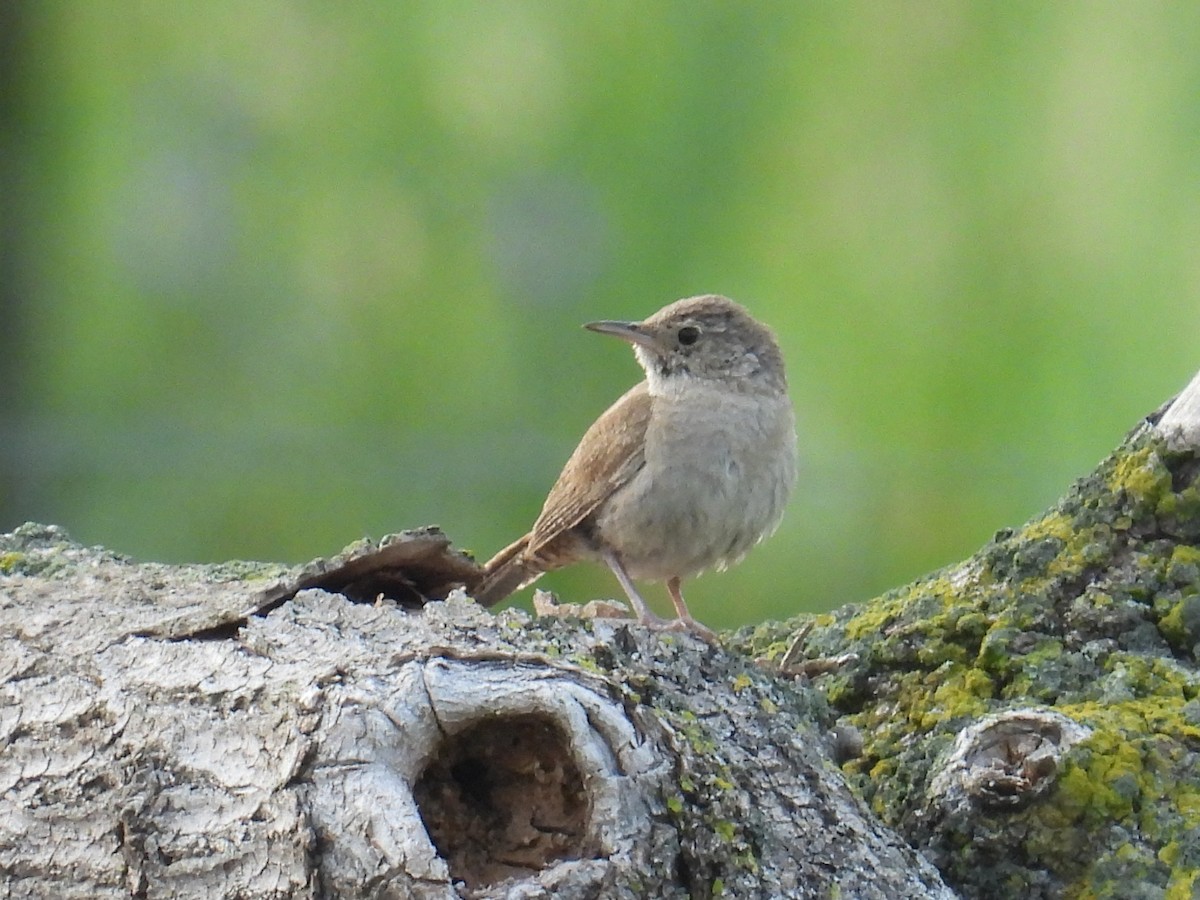 Northern House Wren - ML639014034