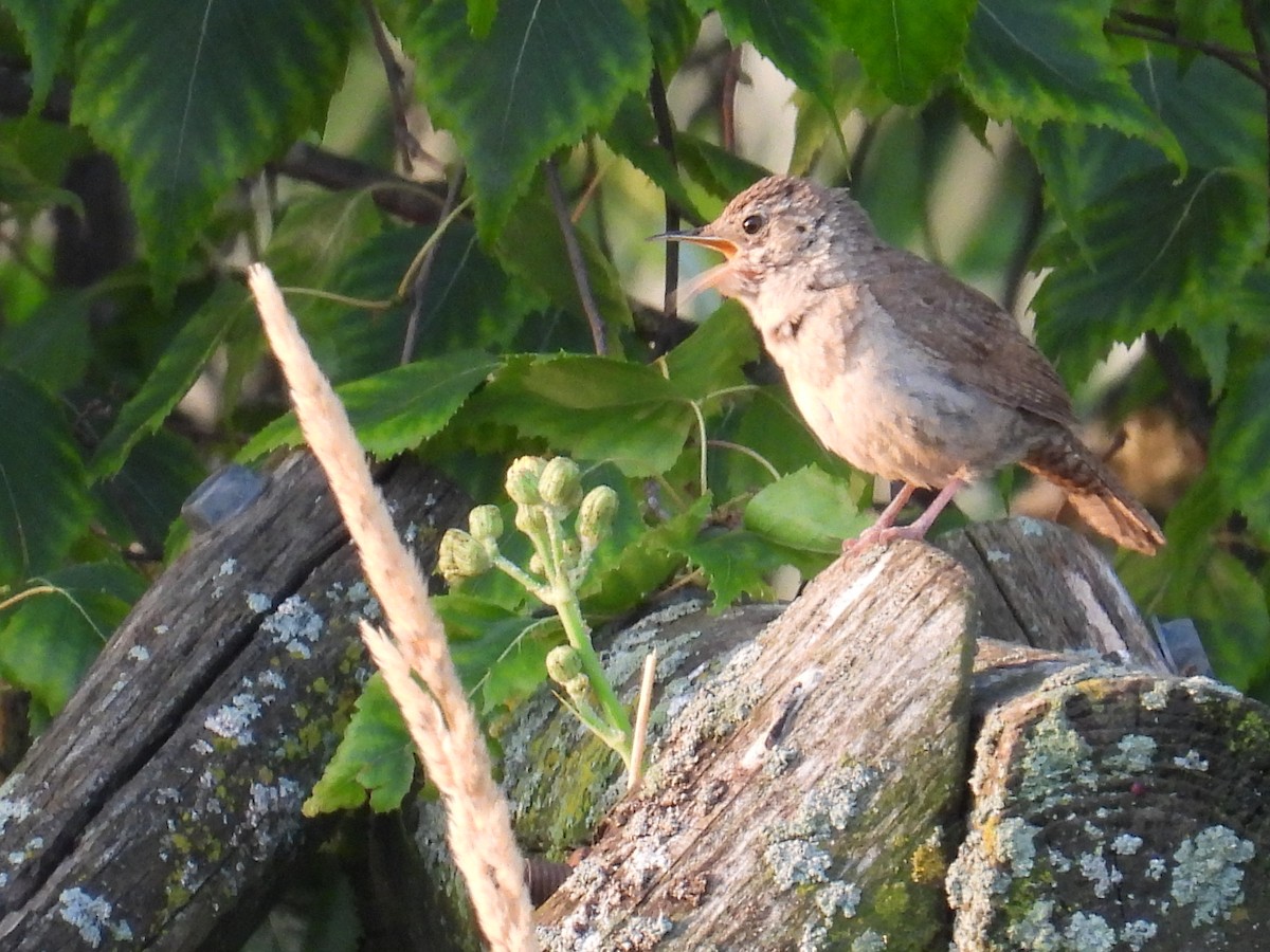 Northern House Wren - ML639014035
