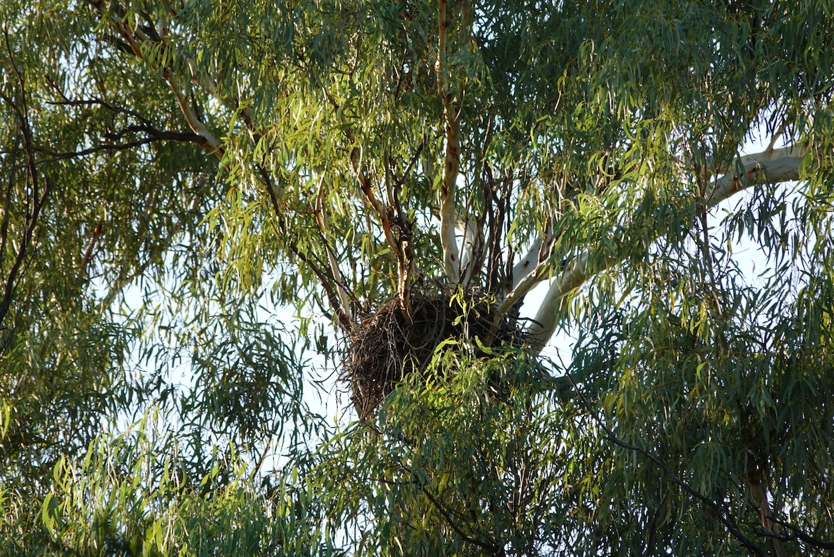 Little Eagle - ML639014070
