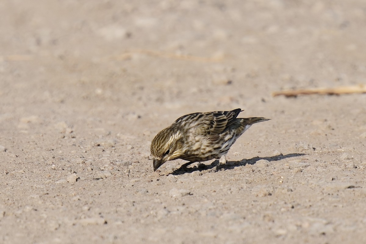 Cassin's Finch - ML639014071