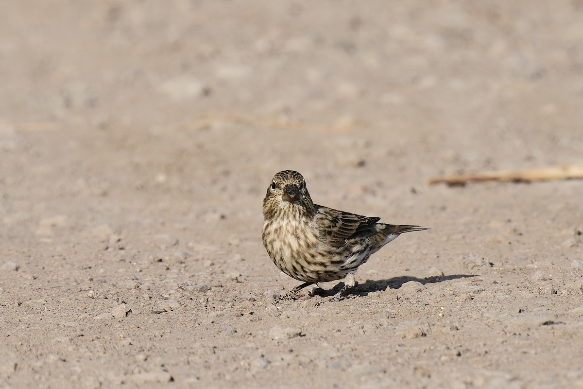 Cassin's Finch - ML639014072