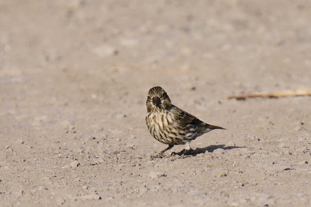 Cassin's Finch - ML639014073