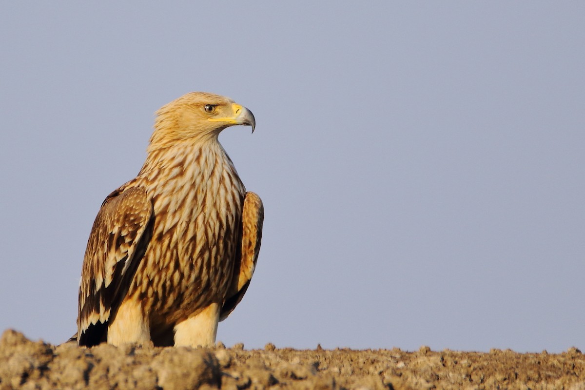 Imperial Eagle - Anonymous