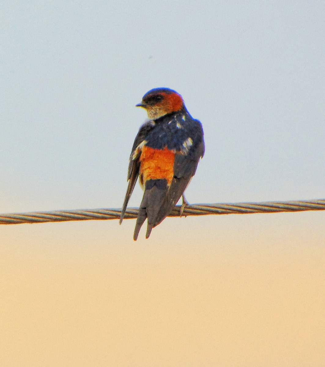 Hirondelle striolée - ML639014129