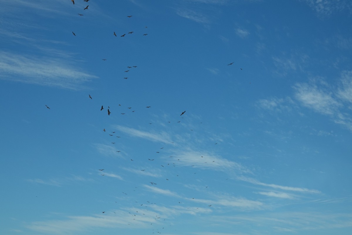 Сохор элээ - ML639014147