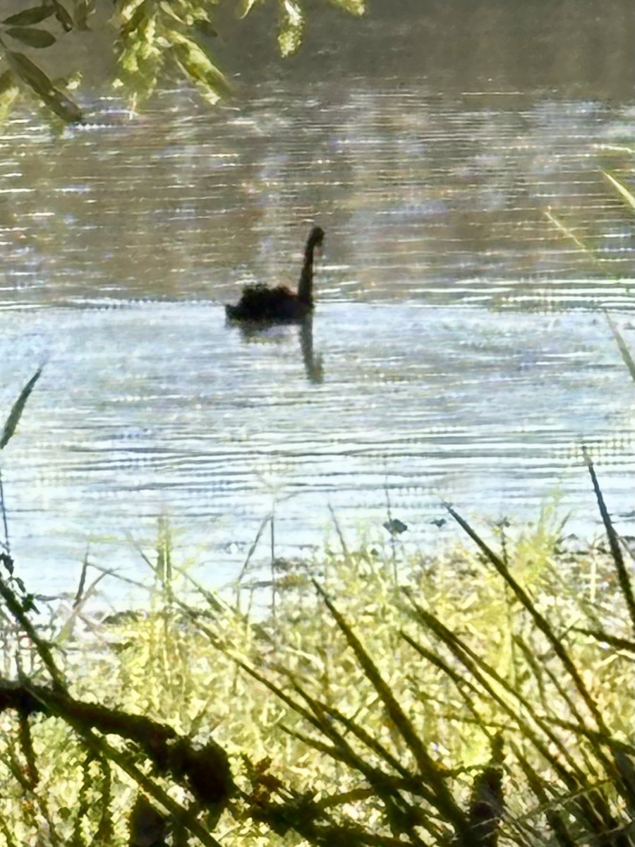 Black Swan - ML639014222
