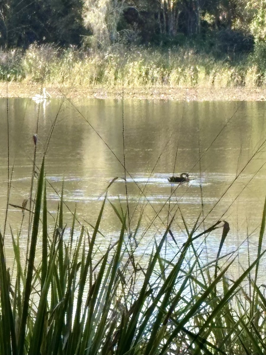 Black Swan - ML639014223