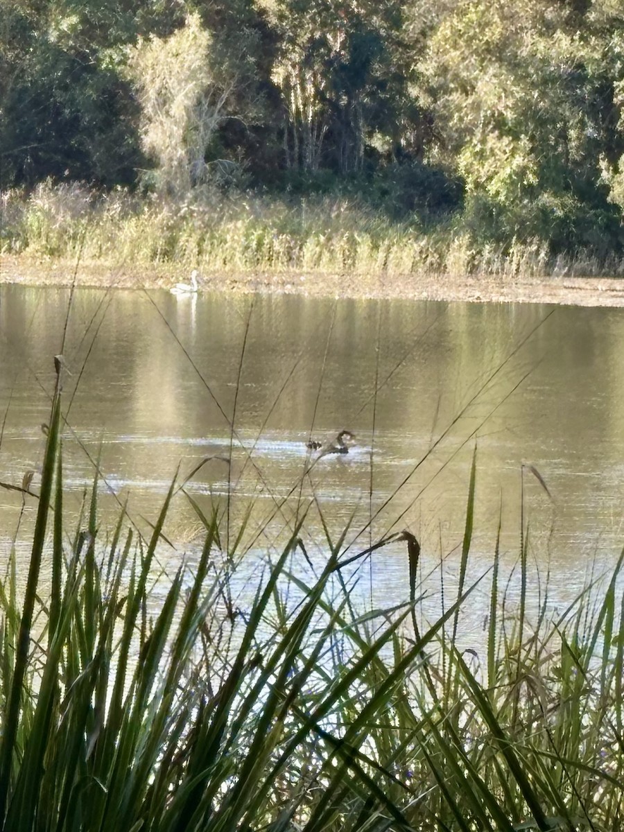 Black Swan - ML639014224