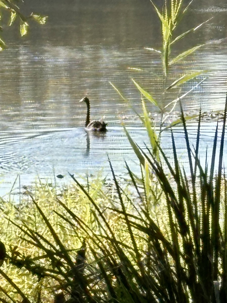 Black Swan - ML639014226