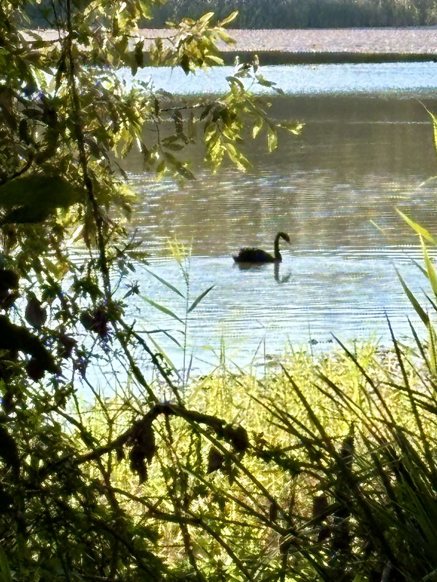 Black Swan - ML639014227