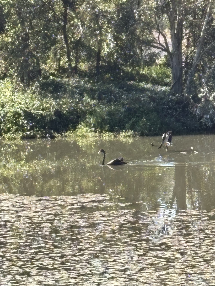 Black Swan - ML639014228
