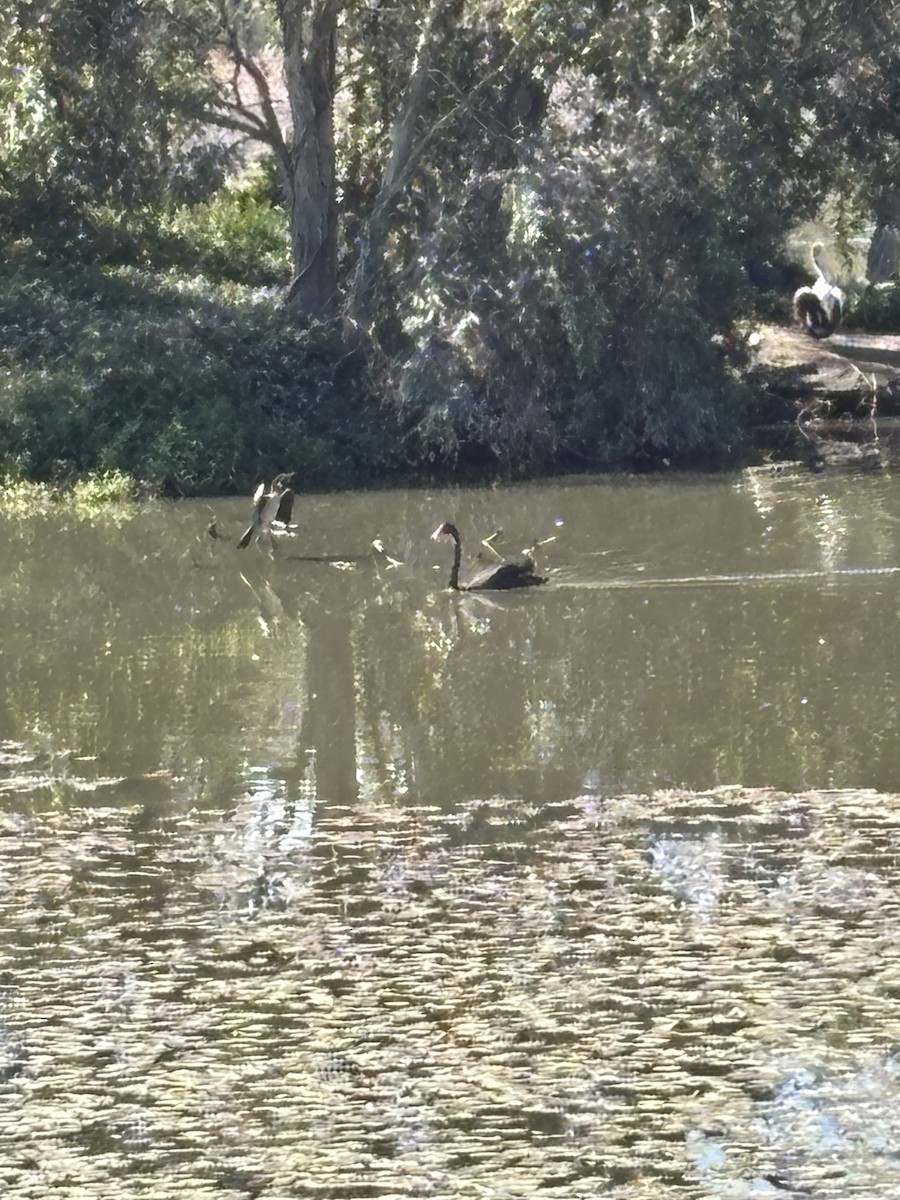 Black Swan - ML639014229