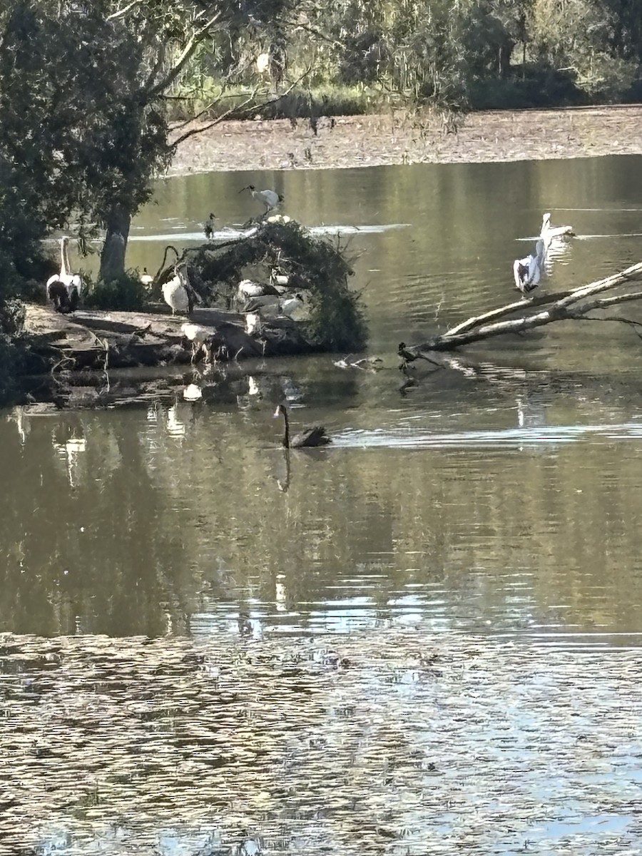 Black Swan - ML639014230