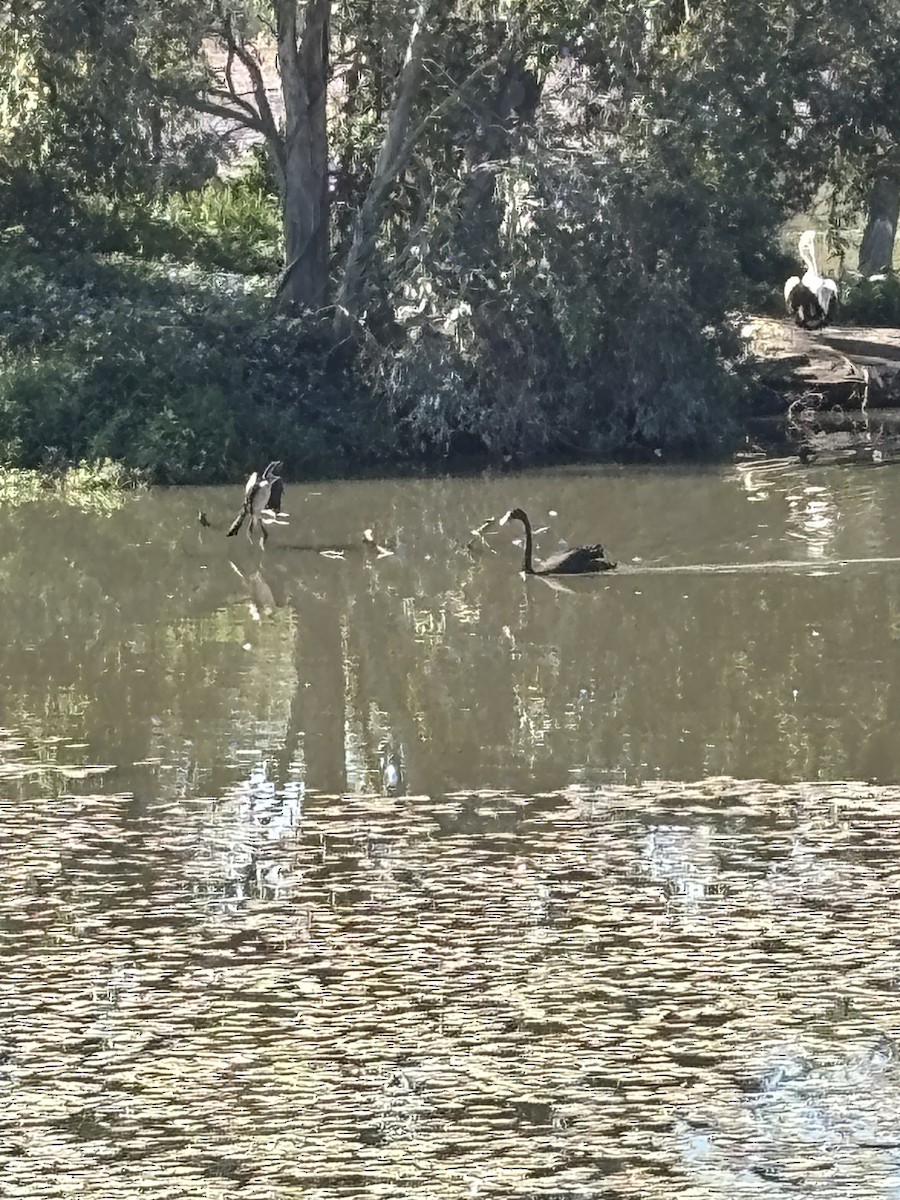 Black Swan - ML639014231