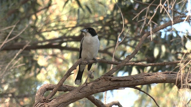 Gray Butcherbird - ML639014301