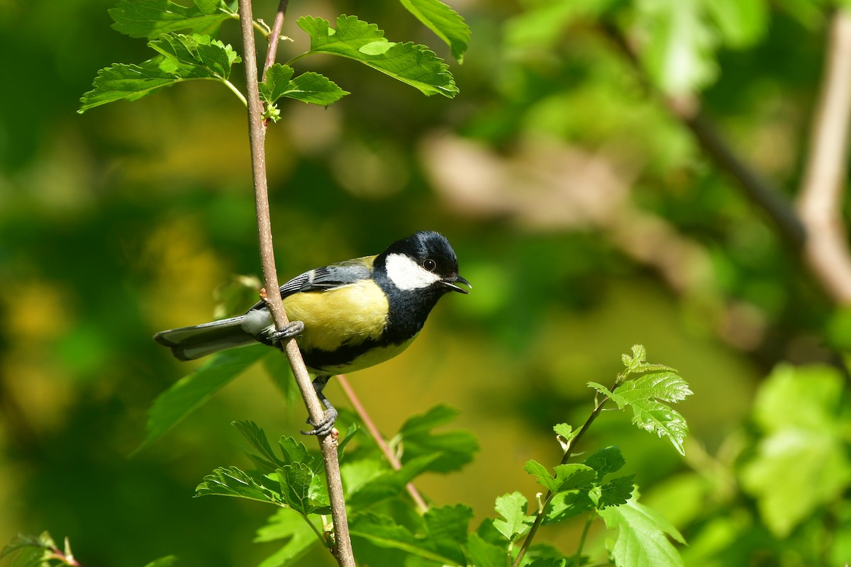 Mésange charbonnière - ML639014367