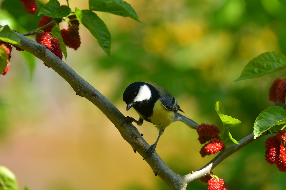 Mésange charbonnière - ML639014368