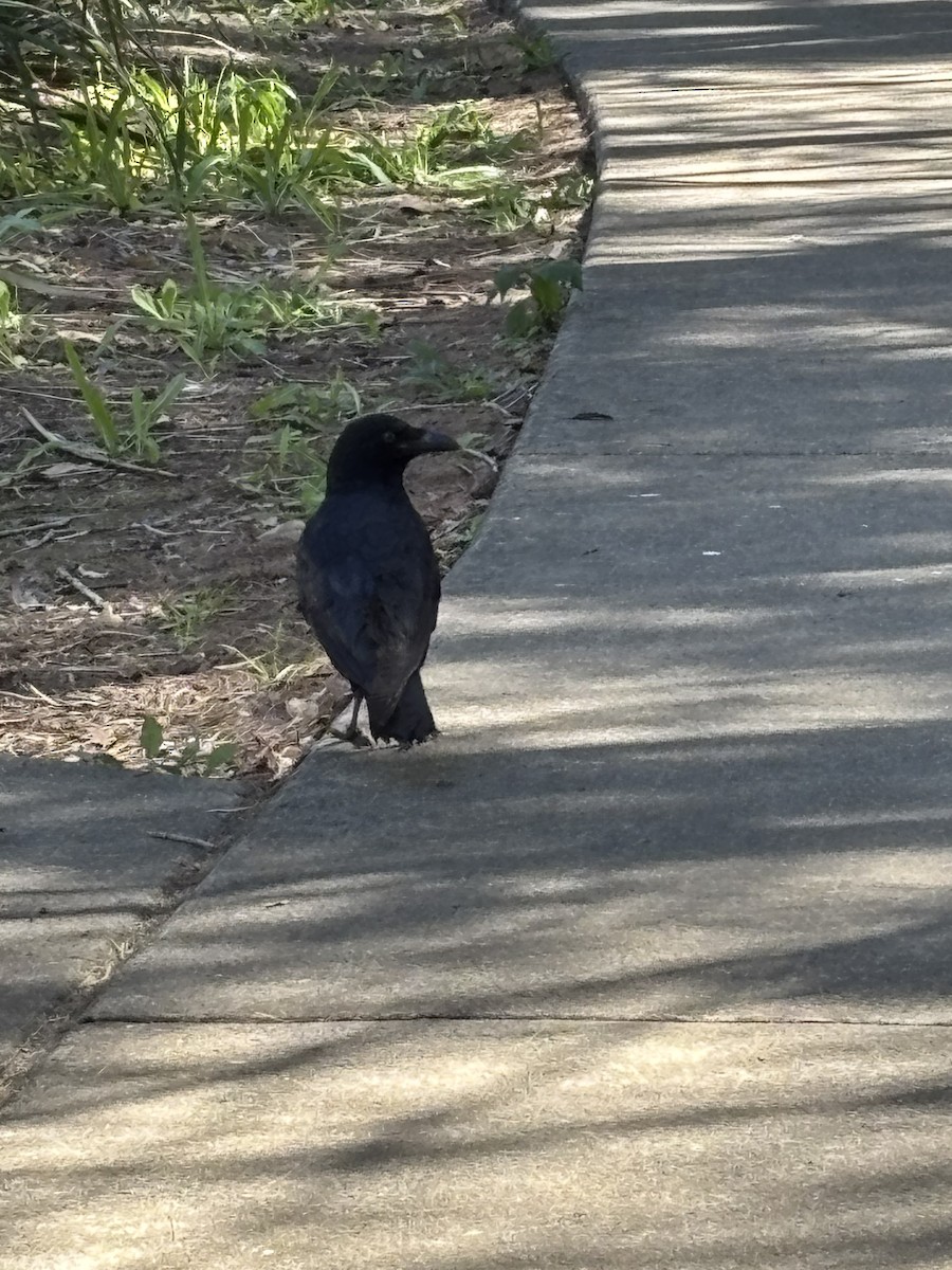 Torresian Crow - ML639014372