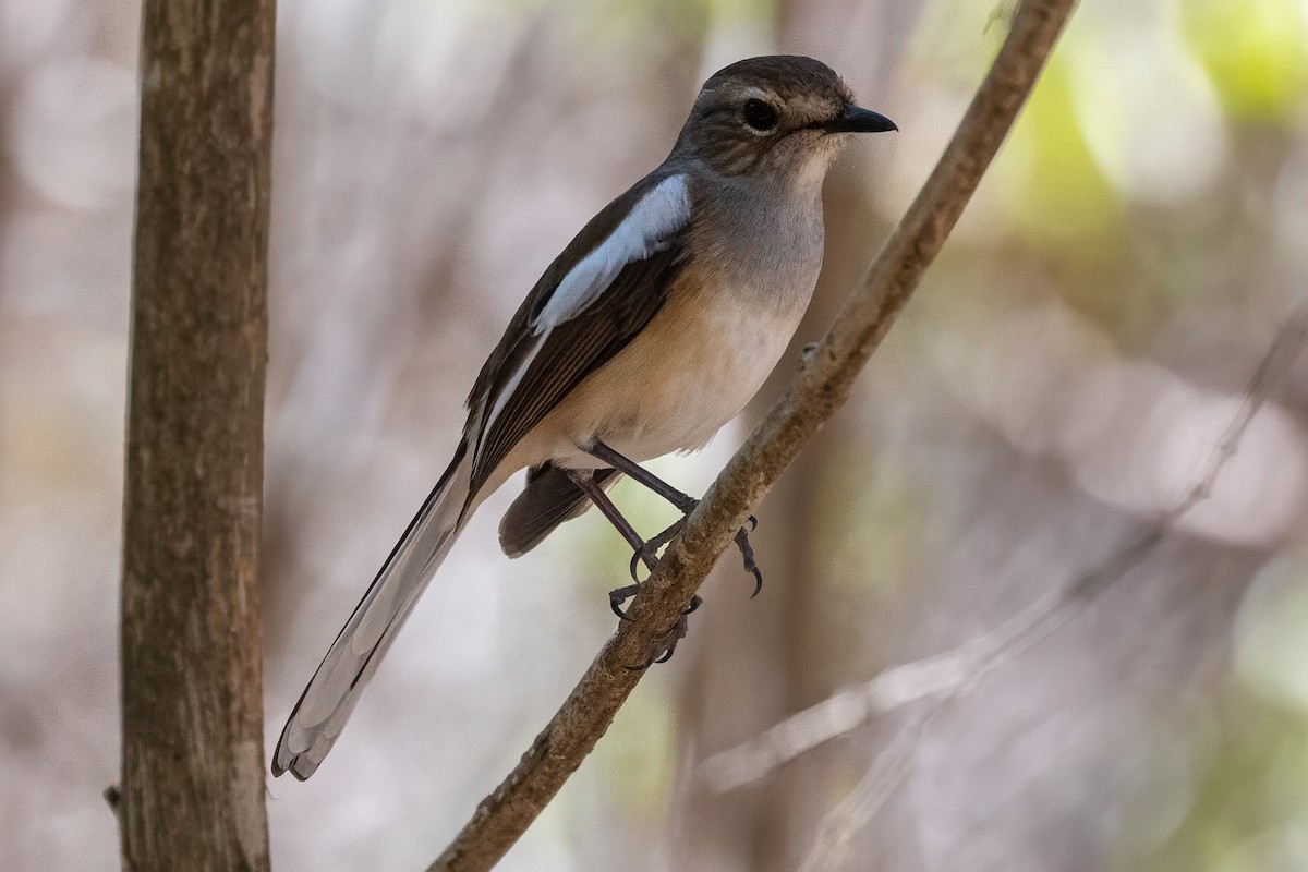 Madagaskar Alaca Bülbülü (inexspectatus) - ML639014376